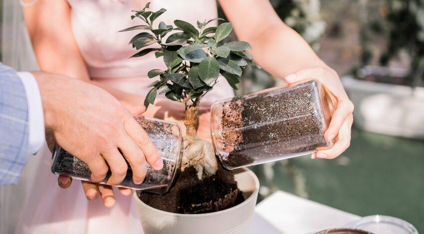 Hochzeitsbaum - ein Bonsai wird eingegraben
