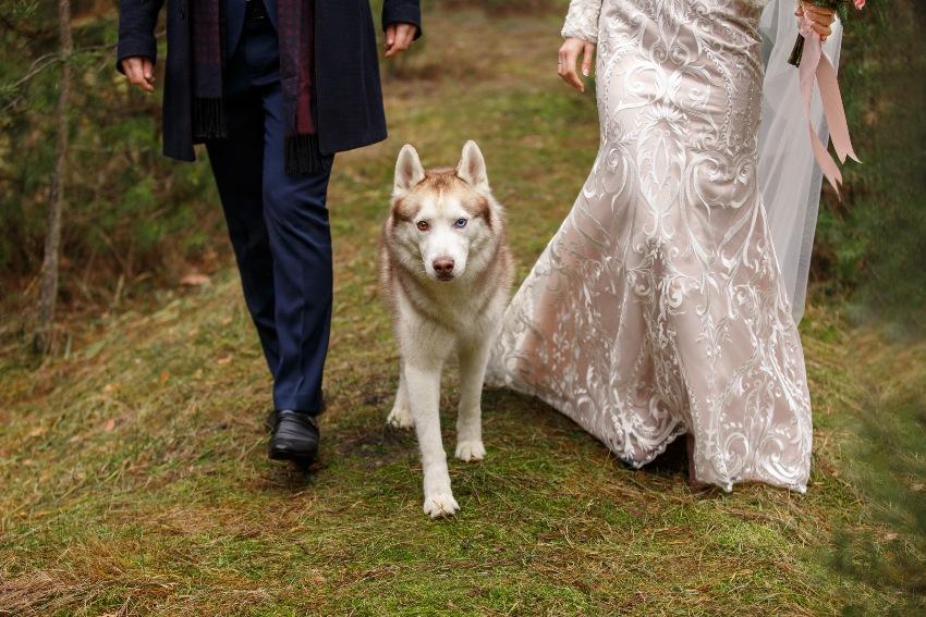 Husky läuft mit Hochzeitspaar