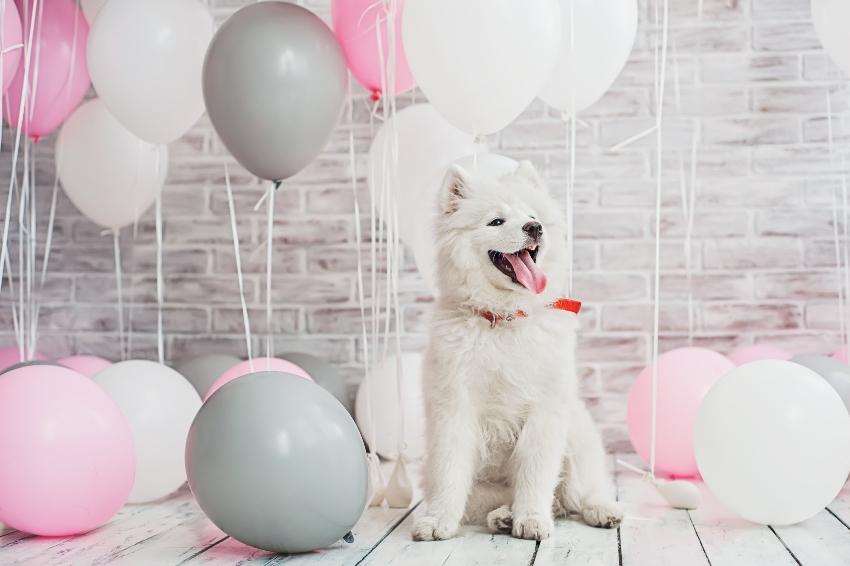 Hund mit rosa, weißen und grauen Luftballons